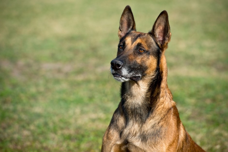 Belçika Kurdu Malinois Hakkında Her Şey