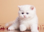 Pamuk gibi Silver British  Shorthair