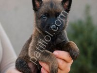 Belçika Malinois Erkek Dişi Yavrular