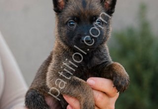 Belçika malinois erkek dişi yavrular