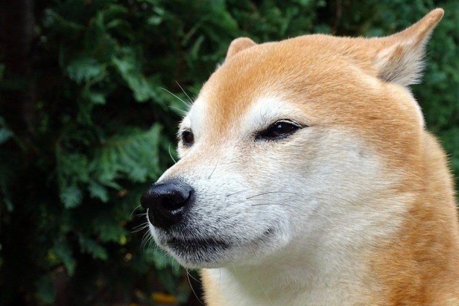 Shiba Inu Hakkında Herşey