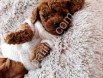 Irk ve sağlık garantili Toy poodle yavrularım