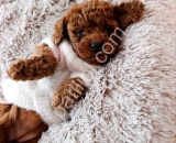 Irk ve sağlık garantili Toy poodle yavrularım