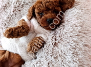 Irk ve sağlık garantili Toy poodle yavrularım