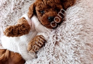 Irk ve sağlık garantili Toy poodle yavrularım