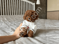 Scrli Malitpoo  Yavruları