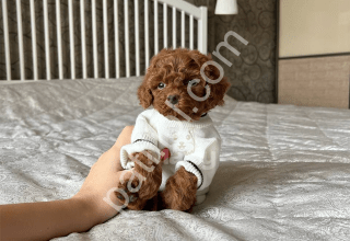 Scrli Malitpoo  yavruları