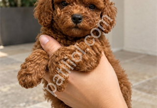 MİNYON POODLE YAVRULAR YENİ YUVASINI BEKLİYOR