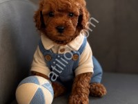Kaliteli Toy Poodle Bebekler