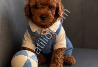Kaliteli toy poodle bebekler