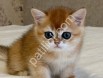Mavi Gözlü Sevimli Bebek