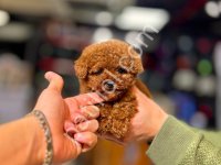 Tooy Poodle Dişi Erkek Mevcuttur