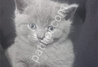 British shorthair