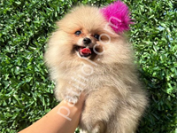 Pomeranian Boo Yavrular