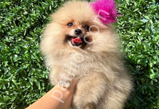 Pomeranian boo yavrular