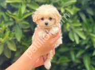 En Sevimli Maltipoo Yavrularım