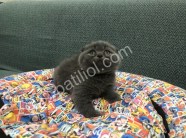 Scottish Fold Bebeklerim