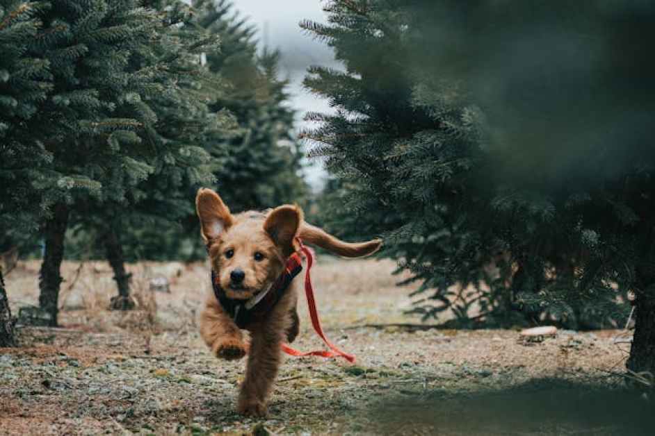 Goldendoodle Hakkında Herşey