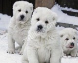 Üst kalite Türkmen çoban köpeği yavruları