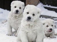 Üst Kalite Türkmen Çoban Köpeği Yavruları