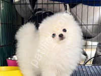 Pomeranian Boo Yavrular Ev Ortamında Üretilip Bakılıp Sizlere Temin Ediyoruz