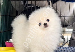 Pomeranian boo yavrular ev ortamında üretilip bakılıp sizlere temin ediyoruz