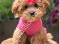 Tuvalet Eğitimli Maltipoo Yavrular