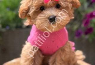 Tuvalet Eğitimli Maltipoo Yavrular