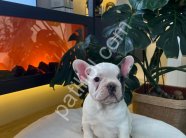 EGZOTİK FRENCH BULLDOG YAVRULARIM HARİKA RENKLER VE ANATOMİLER