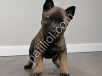 Safkan Belçika Malinois Yavruları