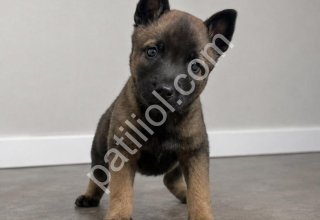 Safkan Belçika Malinois Yavruları