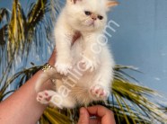 RESMİ İŞLETMEDEN İRAN KEDİLERİ