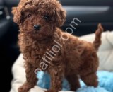 A Kalite Toy Poodle Yavrular
