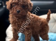 A Kalite Toy Poodle Yavrular