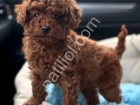 A Kalite Toy Poodle Yavrular