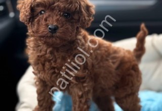 A Kalite Toy Poodle Yavrular
