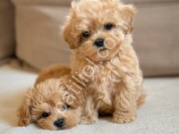Tuvalet Eğitimli F1b Maltipoo Yavruları