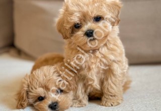 Tuvalet Eğitimli F1B Maltipoo Yavruları