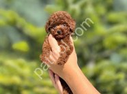 DARK RED BROWN TOY POODLE