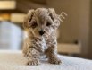 MALTİPOO CİNSİ YAVRULAR