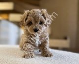 MALTİPOO CİNSİ YAVRULAR