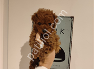 Çikolata tadında toy poodle bebeklerim