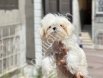 Show Kalite Shih Tzu Yavrular