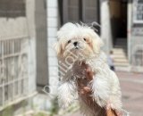 Show Kalite Shih Tzu Yavrular