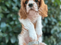 Mükemmel Kalite Cavalier King Charles Spaniel