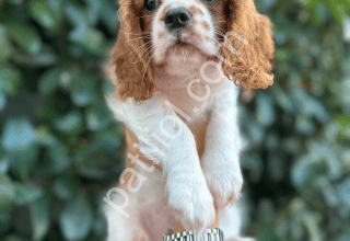 mükemmel kalite Cavalier King Charles Spaniel