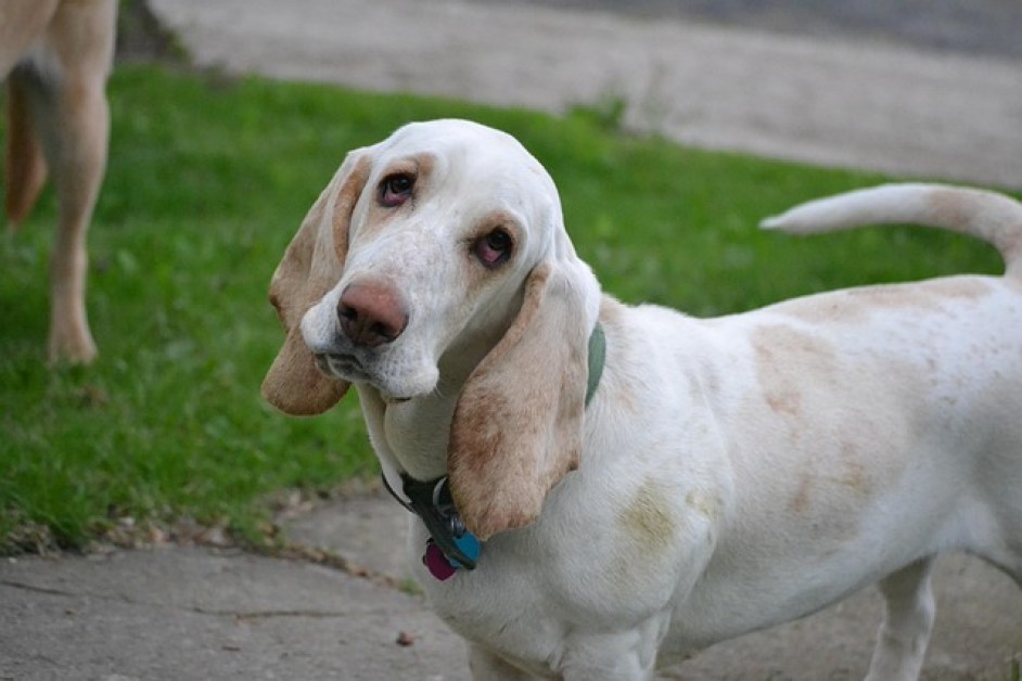Basset Hound Köpek Irkı Özellikleri ve Bakımı