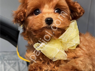 Antalya Maltipoo Satılık Yavru