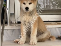 Son Erkek Akita İnu