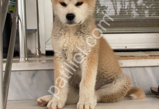 Son erkek Akita inu